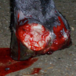 cursussen woundmanagement bij paarden